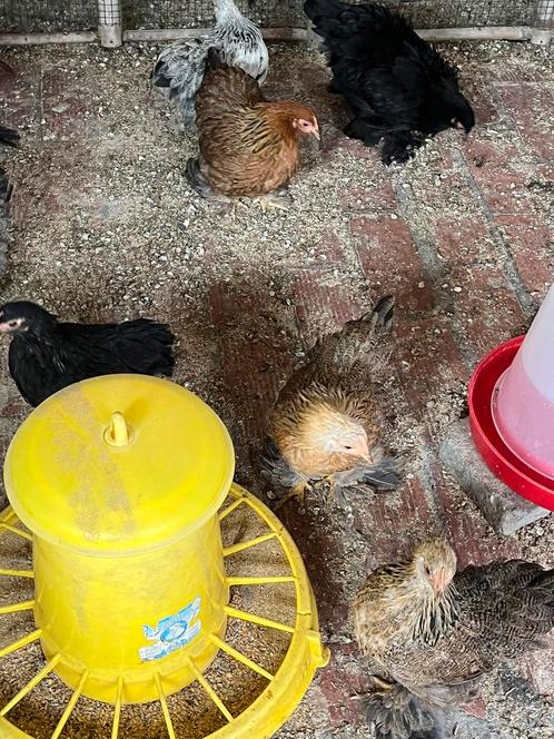 Cochien kriel kippen, Dieren en Toebehoren, Pluimvee, Kip, Vrouwelijk