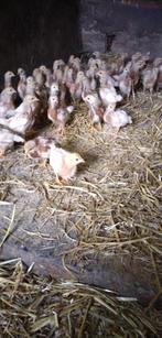 Legkip kuikens, Dieren en Toebehoren, Vrouwelijk, Kip