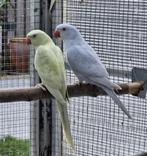 Halsband parkieten, Dieren en Toebehoren, Meerdere dieren, Parkiet, Geringd