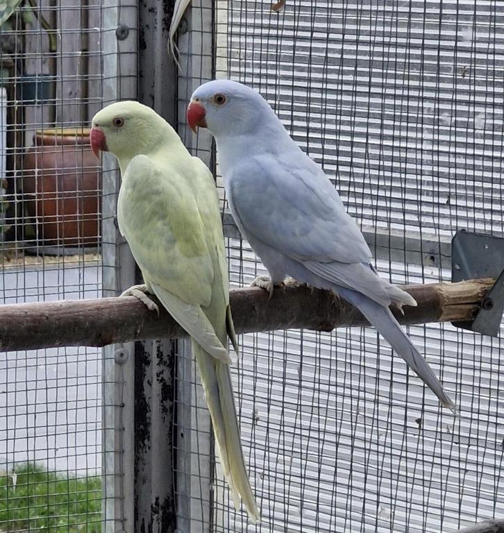Halsband parkieten, Dieren en Toebehoren, Vogels | Parkieten en Papegaaien, Parkiet, Meerdere dieren, Geringd