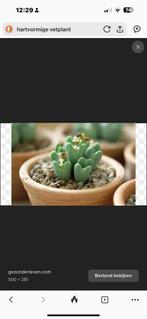 Gezocht : Hoya Kerrii, Pleiospilos, Lithops en Crassula, Huis en Inrichting, Ophalen, Vetplant, Halfschaduw, Minder dan 100 cm