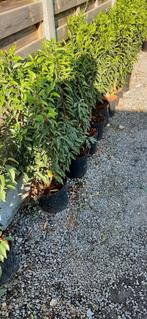 haagplanten verschillende soorten, Tuin en Terras, Ophalen