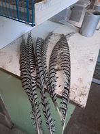 Fazanten veren, Dieren en Toebehoren, Pluimvee