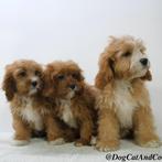 Superschattige Cavapoo pups - te koop, CDV (hondenziekte), Meerdere, Buitenland, Reu