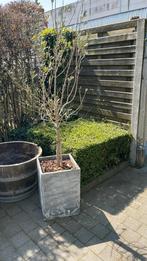 2 prachtige olijfbomen in winterharde grijze pot, Tuin en Terras, Ophalen
