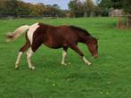Pouliche paint horse, Dieren en Toebehoren, Paarden, Merrie, Niet van toepassing, 0 tot 2 jaar, Westernpaard
