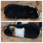 Cavia. Us teddy cavia's, Animaux & Accessoires, Rongeurs, Septembre, Cobaye