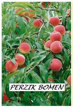 HALFSTAM PERZIK-BOMEN "BENEDICTE", 22€/stuk =ziekteresistent, Tuin en Terras, Planten | Tuinplanten, Ophalen, Volle zon, Vaste plant