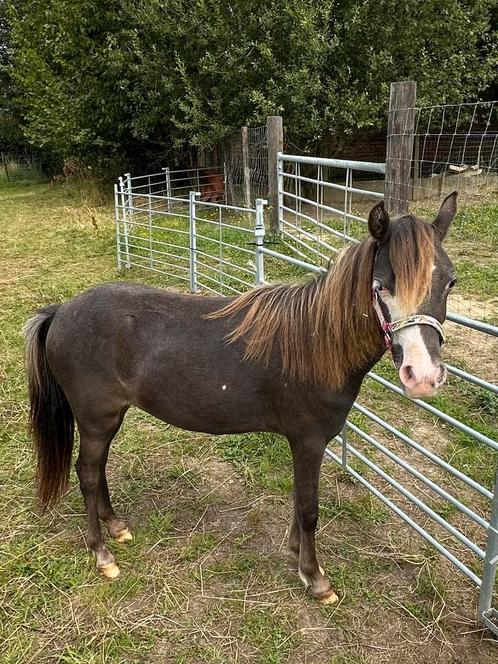Mini paardjes 2 jarige Merrie en 1 jarig hengstje van 2024, Dieren en Toebehoren, Pony's, Merrie