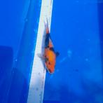 Showa, Karper of Koi