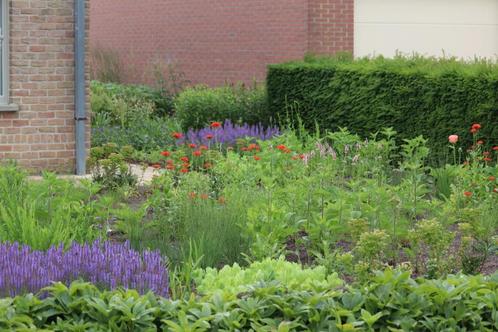 Vaste Planten Border, Tuin en Terras, Planten | Tuinplanten, Vaste plant, Ophalen of Verzenden