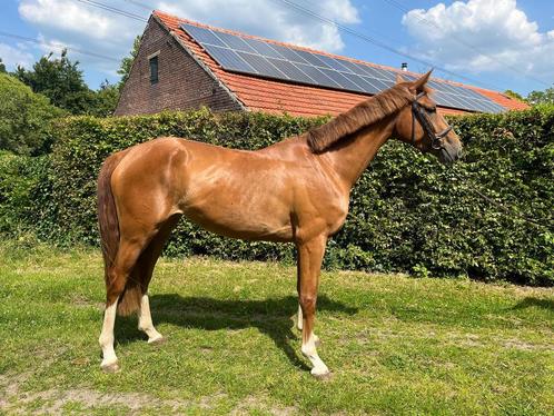 Bloedmooie 3 jarige merrie, Dieren en Toebehoren, Paarden, Merrie, Zadelmak, 170 tot 175 cm, 3 tot 6 jaar, Springpaard, Met stamboom