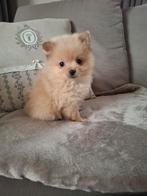 Mooie Pomeriaan/Dwergkees puppies, Dieren en Toebehoren, België, Fokker | Hobbymatig, Overige rassen, CDV (hondenziekte)