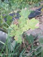 Chênes à donner, Tuin en Terras, Planten | Tuinplanten, Ophalen