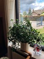 Vetplant crassula, Tuin en Terras, Ophalen