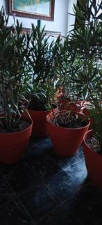7  potten met grote oleander, Ophalen