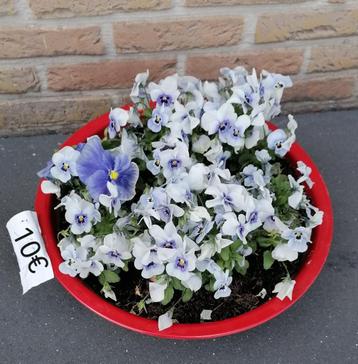 Moederdag tip. Gevulde Terraspotten beschikbaar voor biedingen
