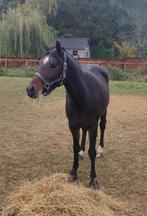 3,5 jarige Belgische Rijpony merrie., Dieren en Toebehoren, Merrie, Gechipt, Springpony, 3 tot 6 jaar