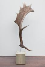 Groot DAMHERT GEWEI op houten sokkel - afwerpstang - ref. A, Ophalen of Verzenden, Nieuw, Hert, Gewei of Kop