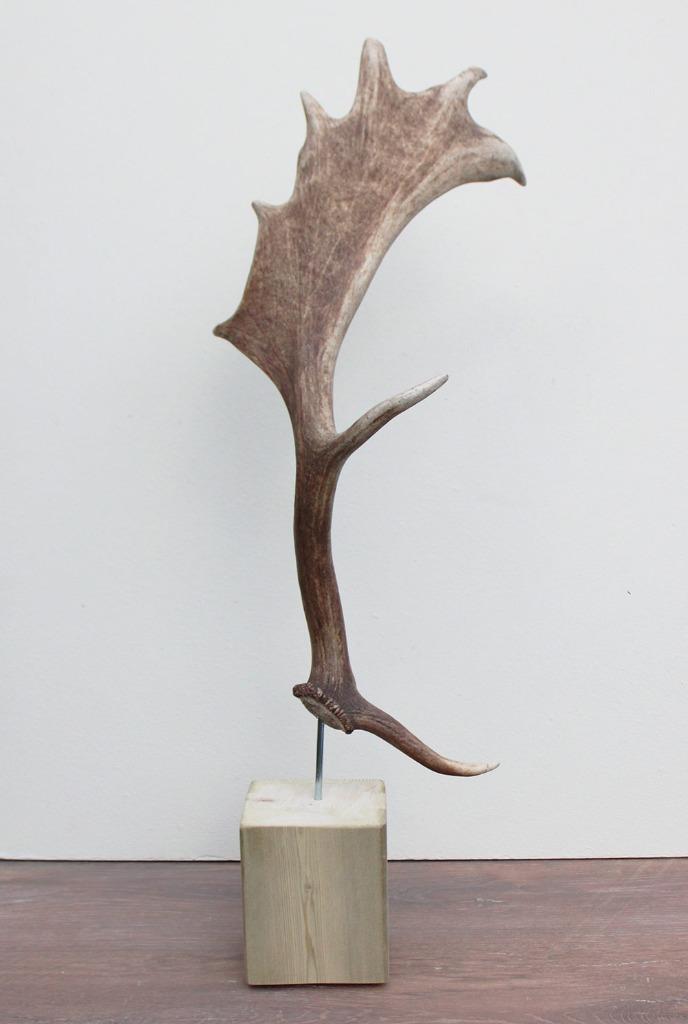 Groot DAMHERT GEWEI op houten sokkel - afwerpstang - ref. A, Verzamelen, Dierenverzamelingen, Nieuw, Gewei of Kop, Hert, Ophalen of Verzenden