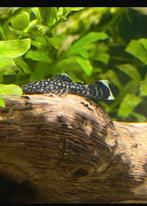 Jonge ancistrus borstelneus met witte staart, Dieren en Toebehoren, Vissen | Aquariumvissen