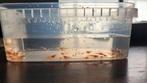 Neocaridina rode aquarium garnalen, Kreeft, Krab of Garnaal, Zoetwatervis, Schoolvis