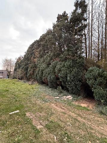 Gratis sparbomen beschikbaar voor biedingen