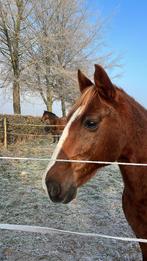 Prachtige 13-jarige ruin te koop – Gezond & Werkwillig, Dieren en Toebehoren, Ruin