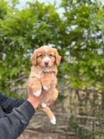 Nova scotia duck tolling retriever pups, België, Overige rassen, CDV (hondenziekte), 8 tot 15 weken
