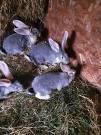 Duitse reuzen, Dieren en Toebehoren, Konijnen