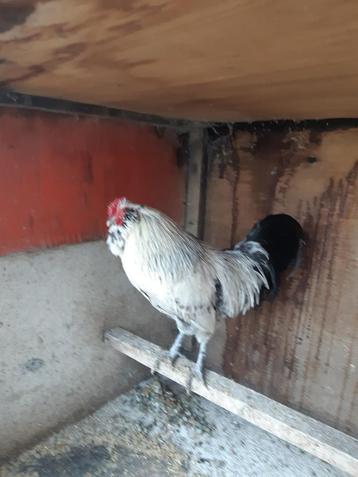 Zing haan te koop zing op 40 op het uur