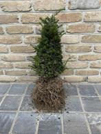 Taxus in torenvorm, Ophalen