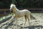 2 jarige Palomino NRPS D-pony hengst goede afstamming!, Poney D (1.37 m à 1.48m), 0 à 2 ans, Non dressé, Poney de saut