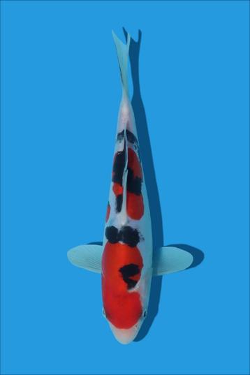 4 japanse koi s