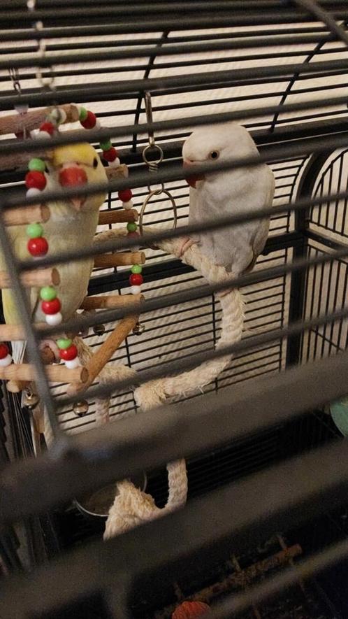 Cage oiseaux DAISY