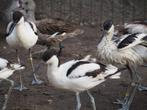 Kluten, Dieren en Toebehoren, Vogels | Overige Vogels, Meerdere dieren