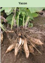 yacon of appelwortel, Tuin en Terras, Bloembollen en Zaden, Ophalen, Knol