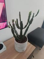 cactus, Maison & Meubles, Plantes d'intérieur, Cactus, Enlèvement