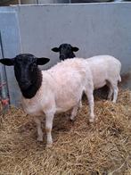 Jonge dorper rammen, Dieren en Toebehoren, Mannelijk, Schaap, 0 tot 2 jaar