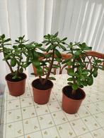 Kamerplant (vetplant), Ophalen, Vetplant, Halfschaduw, Minder dan 100 cm