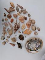 Verzameling schelpen, Verzamelen, Schelp(en), Ophalen of Verzenden