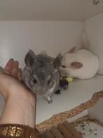 Twee jonge chinchilla zusjes / vrouwtjes, Dieren en Toebehoren, Knaagdieren, Chinchilla, Meerdere dieren, Tam, September