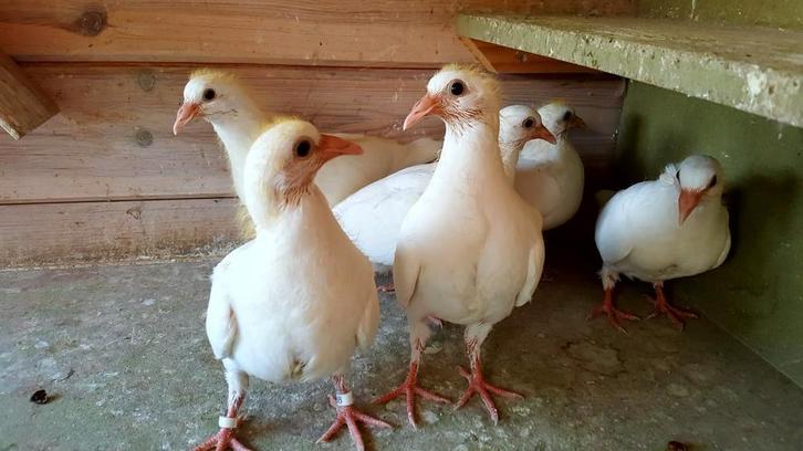 Witte reisduifjongskes, Animaux & Accessoires, Oiseaux | Pigeons