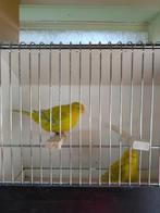 opaalgeelkanaries, Dieren en Toebehoren, Vogels | Kanaries, Mannelijk, Kleurkanarie