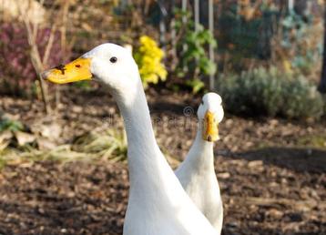 Gezocht: wit/grijs loopeend hen disponible aux enchères