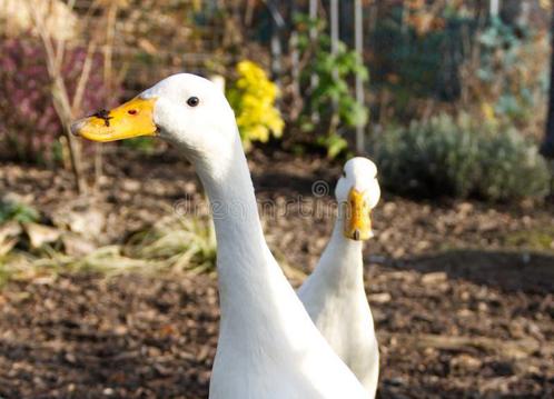 Gezocht: wit/grijs loopeend hen, Dieren en Toebehoren, Pluimvee, Eend, Vrouwelijk