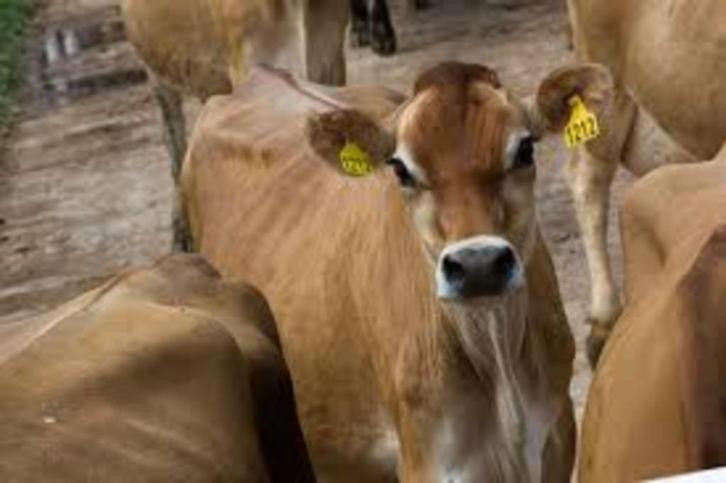 Zoeken  2 stierbare Jerseys te koop, Dieren en Toebehoren, Runderen, Geslacht onbekend, 0 tot 2 jaar