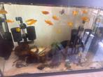 Saulossi cichliden, Dieren en Toebehoren, Vissen | Aquariumvissen, Vis, Zoutwatervis