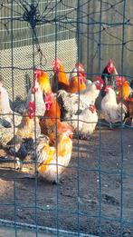 Alle soorten kippen en hanen plus barberie eenden, Dieren en Toebehoren, Pluimvee, Meerdere dieren, Overige soorten