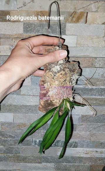 Orchidée sur bois Rodriguezia bracteata